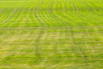 Industrial production of lawn grass in rolls. Trimmed field, resistant to mechanical impact and drought of green lawn grass.