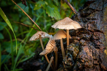 group of tree mushrooms grows from a tree stump