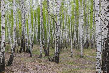 Early spring in a birch grove