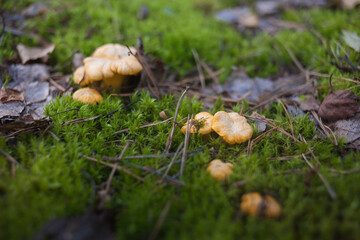 mushrooms in the forest
