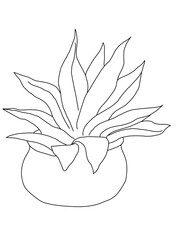 Decorative indoor plant succulent outline coloring page