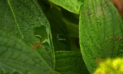 Big green wet leaves of the milkweed with shiny water droplets close up. Selective focus. October rainy day. Blurred background.