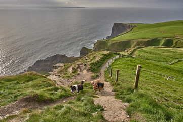 Three dogs walking along the cliffs of moher during sunset. Dogs at the cliffs of moher, Ireland.