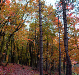 Tree from the bottom in autumn season eastern township in Quebec Canada
