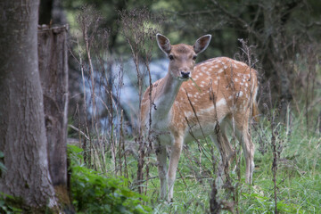 A curious young deer that lurking