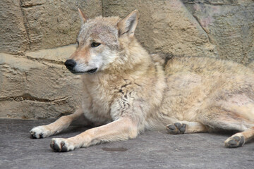 wolf in a zoo in osaka (japan)