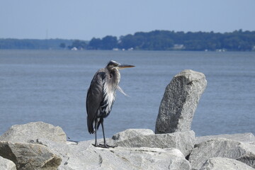 A great blue heron perched on a rocky outcrop in the Elk River, Chesapeake Bay, in Cecil County,...