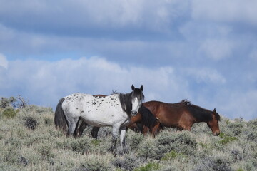Wild horses roaming the foothills of the Sierra Nevada Mountains, Dobie Meadows Road, California.