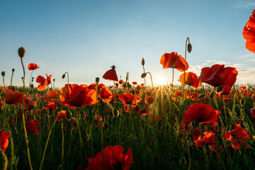 Fototapeta na wymiar Close up in poppy field and sun. Remembrance day