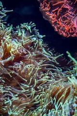 Fototapeta na wymiar underwaterscape