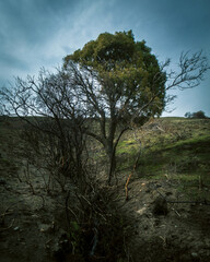 El &aacute;rbol de la vida