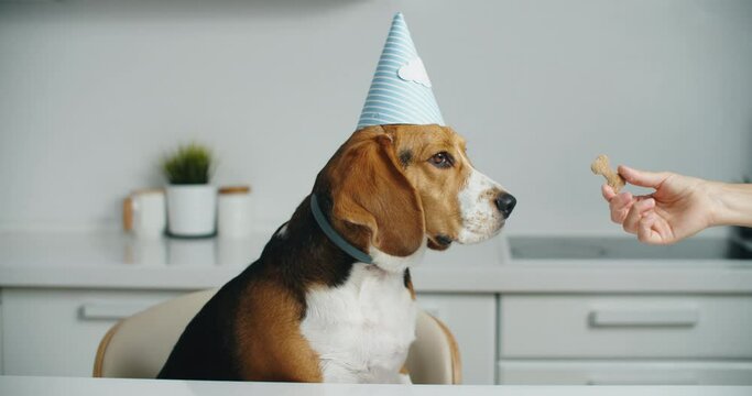Happy beagle dog in a party hat gets delicious cookies for his birthday. Beagle dog portrait. High quality 4k footage