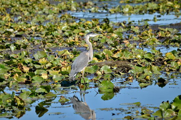 Great Blue Heron in a swamp