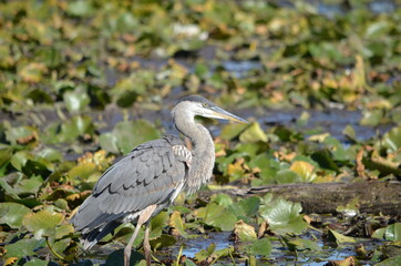 Great Blue Heron in a swamp