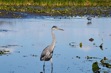 Great Blue Heron in a swamp
