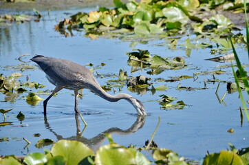 Great Blue Heron in a swamp