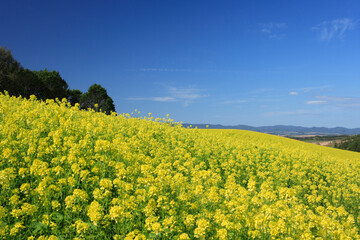 菜の花畑