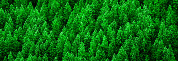 Lush Green Pine Forest of Trees Mountainside Wilderness Environment
