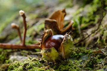 Fototapeta premium Nahaufnahme einer Kastanie auf einem moosigen Stein im Herbst