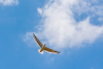 Seagull hovering in the blue sky, bottom view