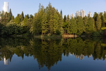 Fototapeta na wymiar Green trees by the lake in which the trees are reflected. Multi-story buildings can be seen behind the trees