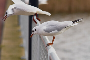 Ring billed gull is sitting on the railing of the bridge.