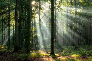 Beautiful sunny morning in the forest