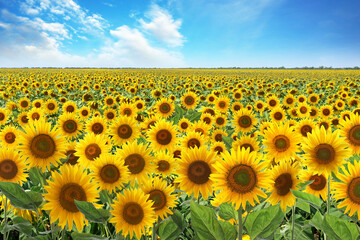 Beautiful sunflower field under blue sky with clouds © New Africa