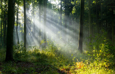 Beautiful sunny morning in the forest