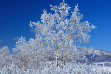 樹氷