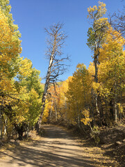 Obraz premium A pretty country road, framed by trees changing colors on a sunny day in autumn