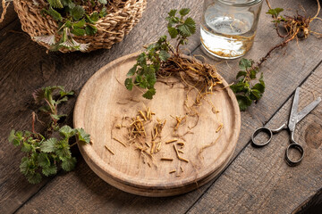 Cutting up young nettle roots to prepare tincture