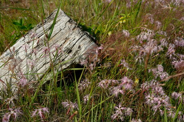 lilac flowers in a meadow near a stump