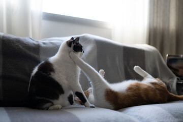 dos gatos domesticos juegan encima de un sofa