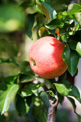 Ripe sweet apple fruits growing on a apple tree branch in orchard. Green living concept.