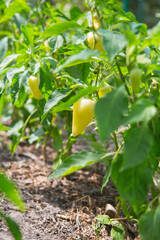 Yellow bell pepper in the garden. Sweet pepper in the vegetable garden.