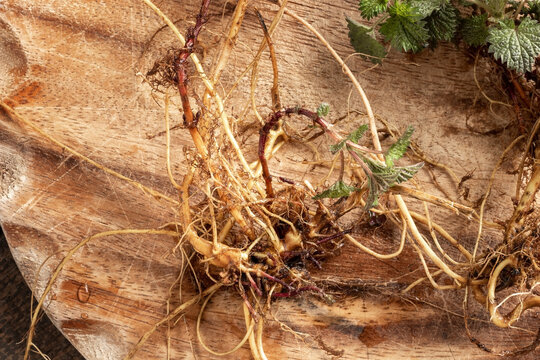 Closeup of nettle roots collected in early spring