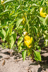 Yellow bell pepper in the garden. Sweet pepper in the vegetable garden. Organic pepper