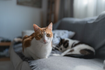 gato domestico de color marron con ojos amarillos acostado en el sofa, mira a la cámara