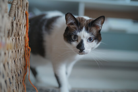 primer plano de gato blanco y negro con ojos azules detrás de una cesta de mimbre