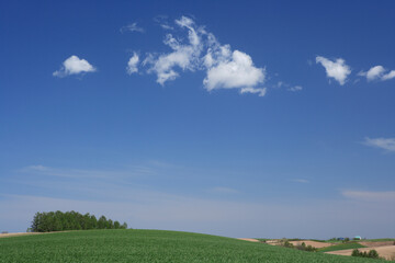 青麦畑と雲