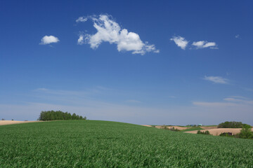 Obraz premium 青麦畑と雲