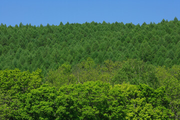 Fototapeta na wymiar 新緑の森林