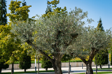 Fototapeta premium City Park 