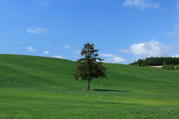 丘の一本の木