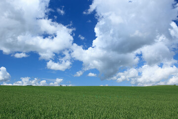 Obraz premium 麦畑と雲