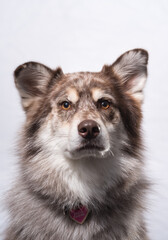 Husky dog posing with portrait and white background