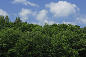 Fototapeta na wymiar 新緑の森と雲