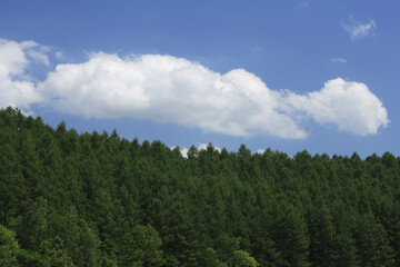 Fototapeta na wymiar 新緑の森と雲