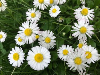 daisies in a field
